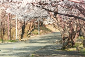 １００日後に死ぬワニ！百景坂交差点が事故現場？ネズミは近くにいた？